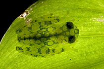 Reticulated Glass Frog (Hyalinobatrachium valerioi) lit from below becomes transparent, Costa Rica