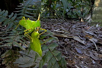 Rhinoceros Spearbearer (Copiphora rhinoceros) female devouring a Dead Leaf Katydid (Orophus tessellatus), Costa Rica