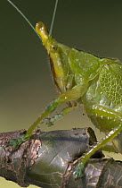 Brown-faced Spear Bearer (Copiphora hastata) katydid portrait, Costa Rica