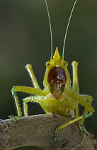 Brown-faced Spear Bearer (Copiphora hastata) katydid portrait, Costa Rica
