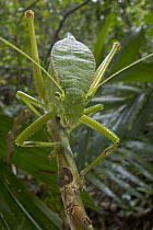 Giant Helmeted Katydid (Phyllophorella woodfordi) climbing on limb with brown ear membranes visible on forelegs, Solomon Islands