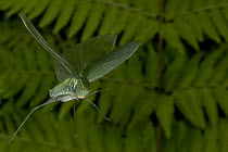 Katydid (Ischyra sp) flying, newly discovered, yet unnamed, Costa Rica