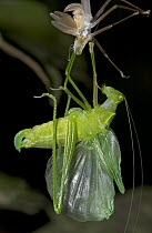 Katydid (Ectemna dumicola) during its final molt, Costa Rica