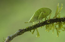 Leaf-mimic Katydid (Aegimia elongata) on mossy branch, La Selva Biological Station, Costa Rica