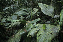 Giant Leaf Katydid (Celidophylla albimacula) common in lowland rainforests of Nicaragua and Costa Rica