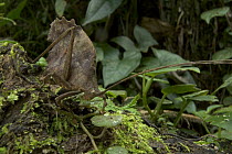 Katydid (Mimetica crenulata) form that looks like a dead brown leaf, Costa Rica