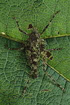 Katydid (Haemodiasma tessellata) camouflaged against green leaf, Costa Rica
