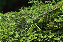 Katydid (Championica montana) camouflaged against moss, Costa Rica