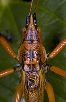 Katydid (Odontolakis sp) bright coloration advertises a sharp armature of its body, Madagascar