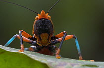 Katydid (Plastocorypha vandicana) the black, blue, and orange coloration probably serves as warning to predators, Guinea, West Africa