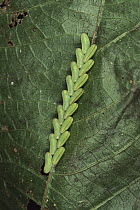 Katydid (Steirodon sp) eggs on underside of leaf, Costa Rica