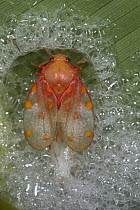 True Bug (Tomaspis sp) undergoing final molt in foamy froth in which is has spent its entire larval development, Costa Rica