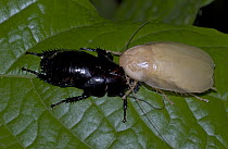 Unidentified Cockroach on right, eating old cuticle on left after molting, recovering protein and carbohydrates shed during molting, Costa Rica