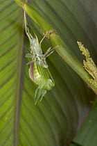 Costa Rican Katydid (Xestoptera cornea) molting, sequence 3 of 6