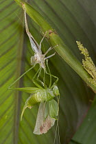 Costa Rican Katydid (Xestoptera cornea) molting, sequence 5 of 6