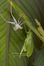 Costa Rican Katydid (Xestoptera cornea) molting, showing emerged insect next to its discarded cuticle, Costa Rica, sequence 6 of 6