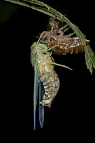 Emerald Cicada (Zamara smaragdina) male completes its final molt, Costa Rica