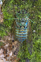 Emerald Cicada (Zamara smaragdina) male after completing its final molt, Costa Rica