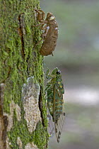 Emerald Cicada (Zamara smaragdina) male completing its final molt, Costa Rica