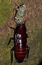 Cockroach (Eurycotis sp) drinking honeydew from the abdomen of a Lantern Bug (Enchophora rosacea), Costa Rica