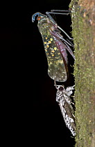 Lantern Bug (Enchophora rosacea) with a Moth sucking the honeydew it produces, Costa Rica