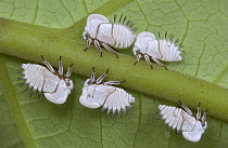 Treehopper (Membracis dorsata) nymphs, Costa Rica