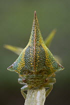 Treehopper (Umbonia crassicornis) portrait, Costa Rica