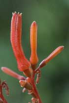 Firebush (Hamelia patens) flowering, a relative of the coffee plant, Costa Rica