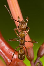 Ponerine Ant (Ectatomma tuberculatum) guards a nectar filled flower of Firebush (Hamelia patens), Costa Rica