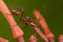 Ant-mimic Bug (Hyalymenus sp) on Firebush (Hamelia patens) mimicking the ferocious Ant (Ectatomma tuberculatum), Costa Rica