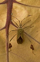 Squash Bug (Coreidae) on leaf, Dominican Republic
