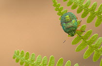 Shield Bug (Acanthosomatidae) nymph on fern, Guinea, West Africa