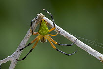 Species Unknown, Costa Rica