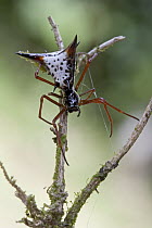 Spiked Spider (Gasteracantha sp) portrait, Costa Rica