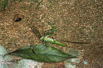 Brown-faced Spear Bearer (Copiphora hastata) killed by large Scorpion (Centruroides limbatus), Costa Rica