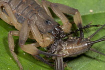 Scorpion (Centruroides limbatus) feeding, their primary prey are crickets and katydids, Costa Rica