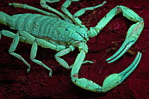 Scorpion (Centruroides limbatus) glows in ultraviolet light, Costa Rica, sequence 2 of 2