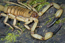 Scorpion (Centruroides limbatus) glows when exposed to ultraviolet light, Costa Rica, sequence 1 of 2