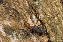 False Scorpion with ant prey, must hold their prey while injecting venom into its body to give the slow-acting venom a chance to work, Costa Rica