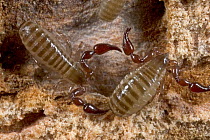 Social False Scorpion pair, Costa Rica