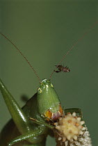 False Scorpion riding Katydid antenna to find new location or mating partners, Costa Rica