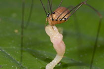 Daddy-Long-Legs Spider (Pholcus phalangioides) devouring an arboreal Earthworm, Costa Rica