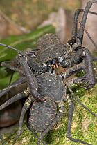 Whip Scorpion (Phrynus parvulus) two males in territorial combat on a tree trunk in the lowland Atlantic rainforest of Costa Rica