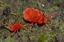 Velvet Mite (Trombidium sp) pair, smaller male following larger female, Madagascar