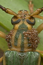Phoretic Mite (Histiogaster arborsignis) cluster on Longhorn Beetle (Chlorida festiva), Costa Rica