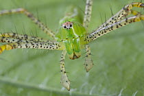 Green Lynx Spider (Peucetia viridans) portrait, Costa Rica