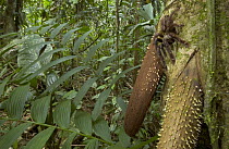 Tarantula (Psalmopoeus reduncus) in rainforest habitat, Costa Rica
