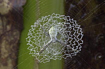 Tiger Spider (Argiope savignyi) male on a web showing a distinct stabilimentum, an enforced part of the orb, Costa Rica