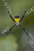 Tiger Spider (Argiope savignyi) female on a web showing a distinct stabilimentum, an enforced part of the orb, Costa Rica