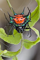 Spinybacked Orb-weaver Spider (Gasteracantha cancriformis) their abdomen, or opisthosoma, is heavily sclerotized and armed with hard spines possibly to protect against birds and lizards, Solomon Islan...